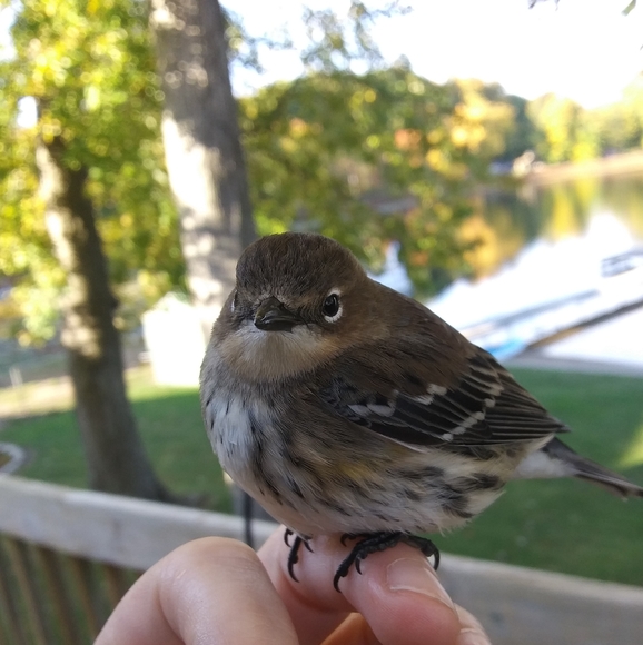Beautiful Little Warbler,All Products : American Fashion Style Bags On Sale